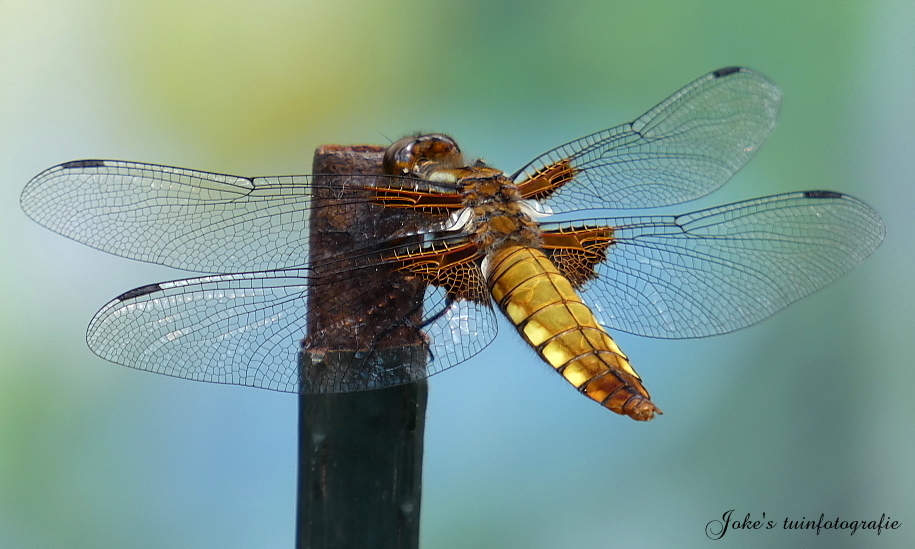 Wat is de naam van deze libel?